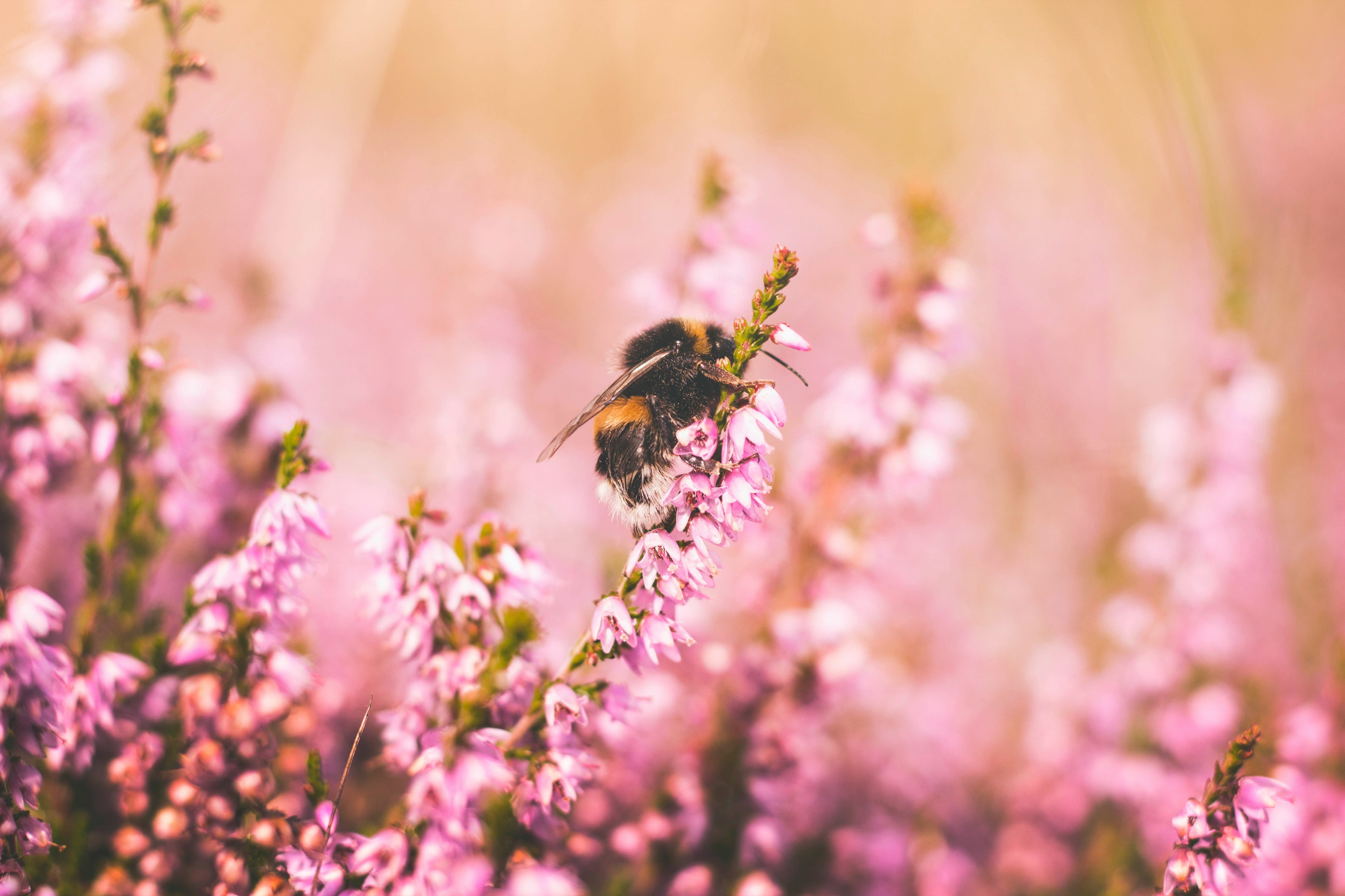 Why Bees Matter More Than You Think (and How to Help From Your Garden)